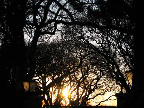 View of jacaranda trees in Westcliff