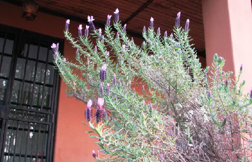 Lavender blooming