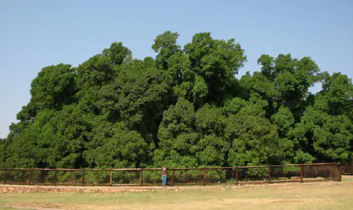 The Wonderboom tree
