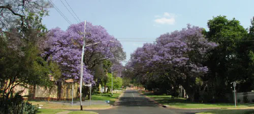 Jacarandas in Pretoria