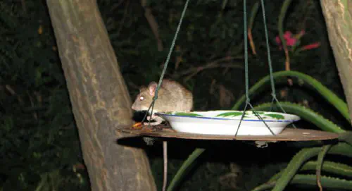 Rat on the birdfeeder
