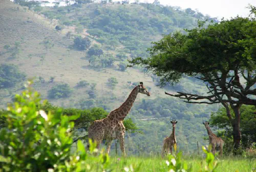 Giraffes in Mpumalanga