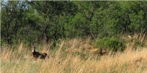 Blesbok at Klipriviersberg