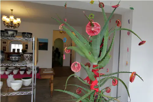 South African Christmas (aloe) tree