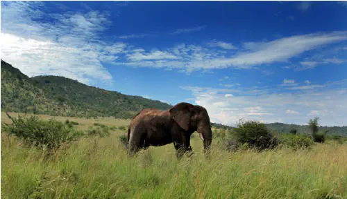 Elephant at Pilanesberg