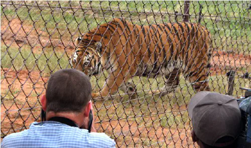 Joe photographing a tiger