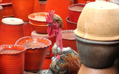Rooster at Liebermann Pottery'