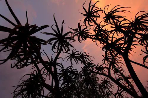 Sunset in Melville with aloes