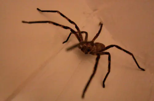 Rain spider
