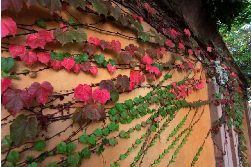 Creeper with autumn leaves