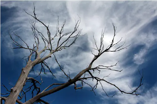 Tree at Kloofendal