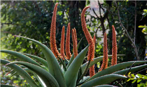 Aloe tree in bloom