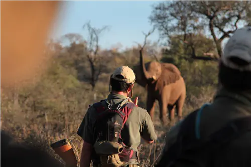 Elephant sighting on a walking safari