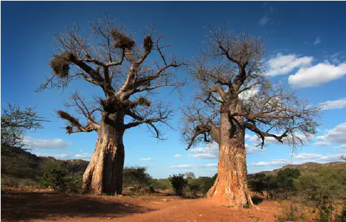 Baobabs in Pafuri