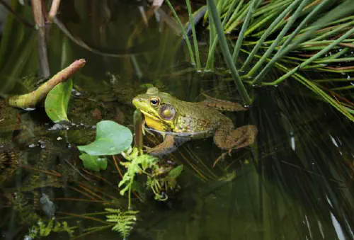 Frog in my dad's garden