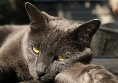 The Melville Cat