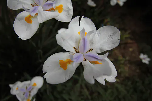 Iris in Melville