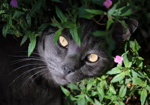Smokey in the garden