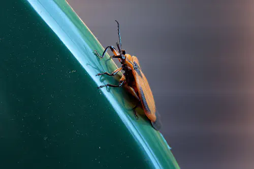Beetherfly