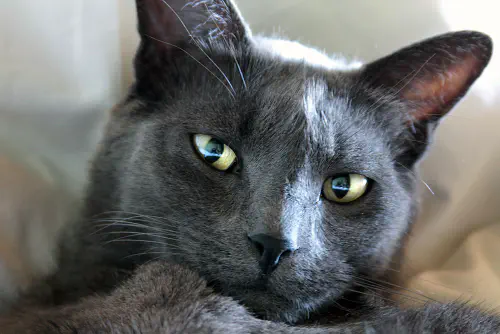 The Melville Cat