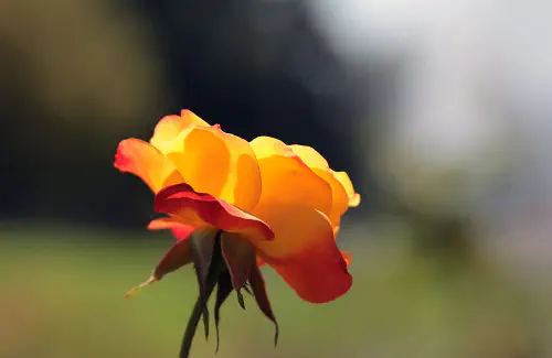 Rose at the Johannesburg Botanical Garden