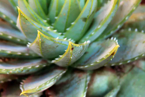 Leaves of a spiral aloe