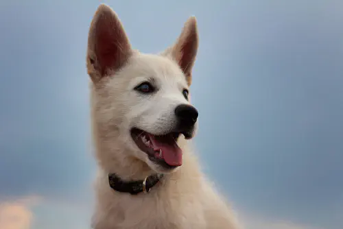 Phot of a white dog