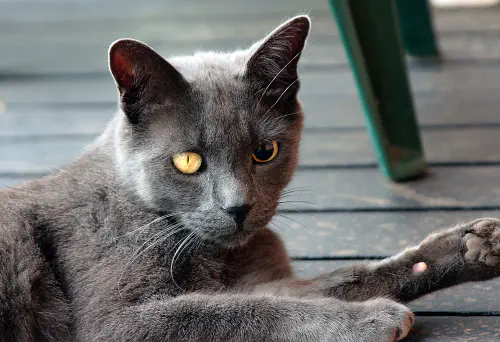 The Melville Cat and his smokey eye