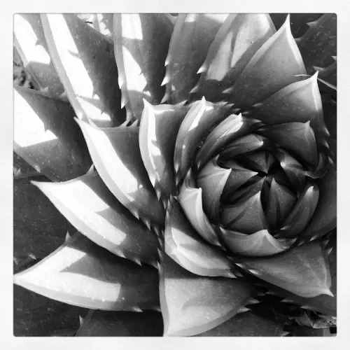 Spiral Aloe