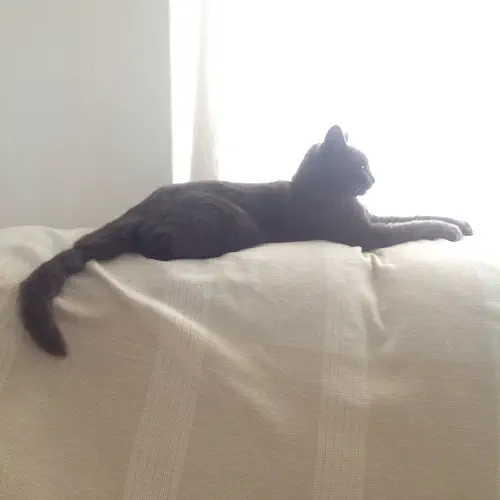 Smokey on the couch