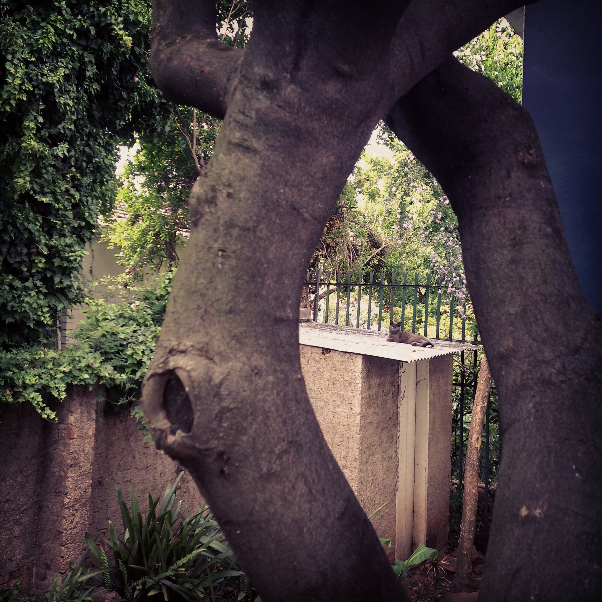 cat through tree