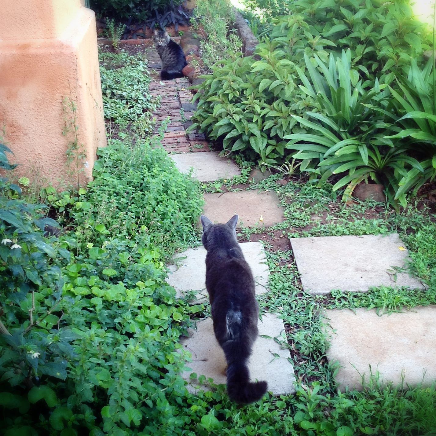 stare-down