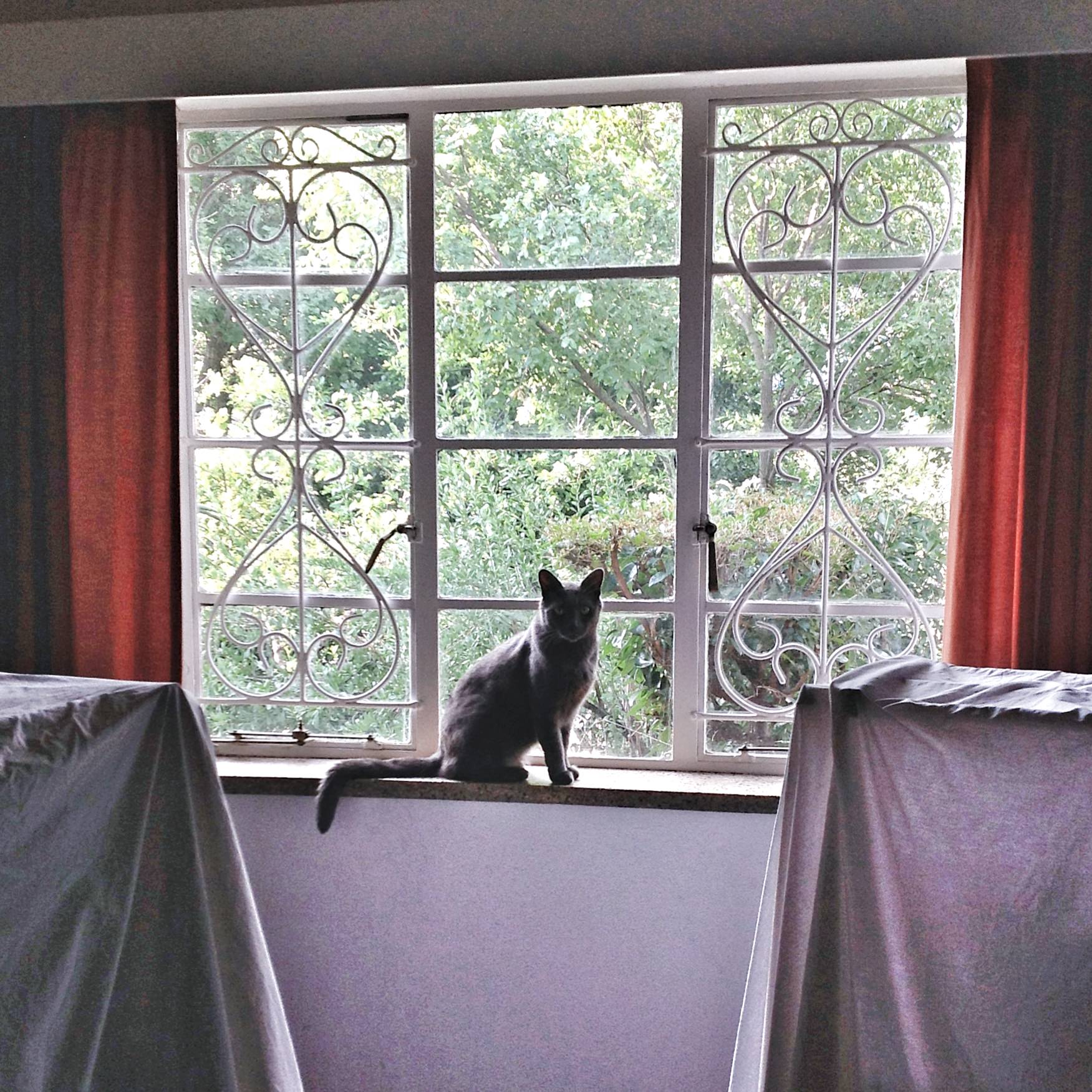 cat in guest room