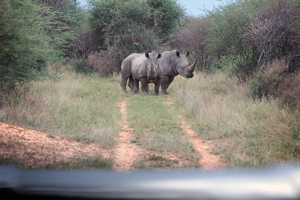 1rhino sighting