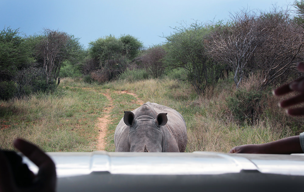 3rhino ears