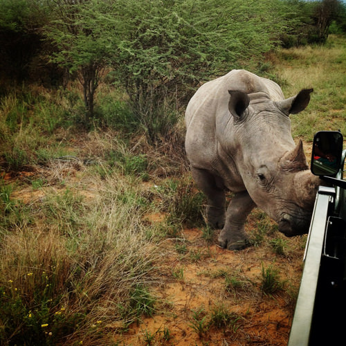 5rhino-gram