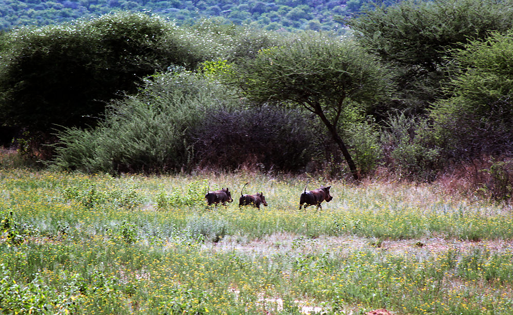 warthogs