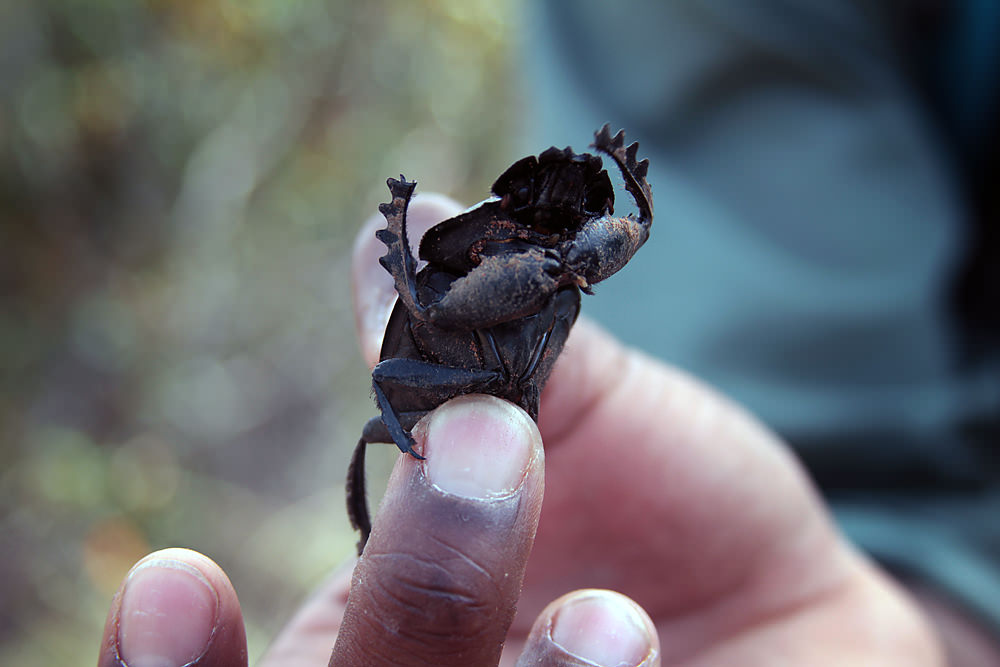 dung beatle