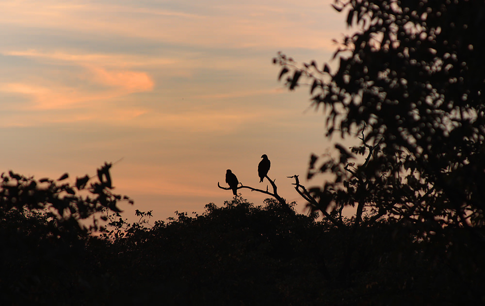 tawny eagles