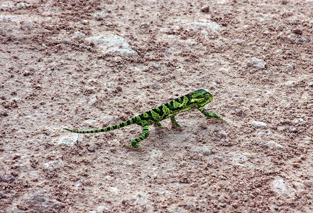 chameleon green