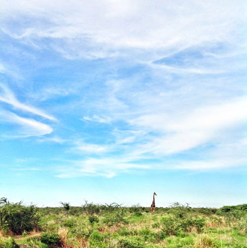 giraffe instagram