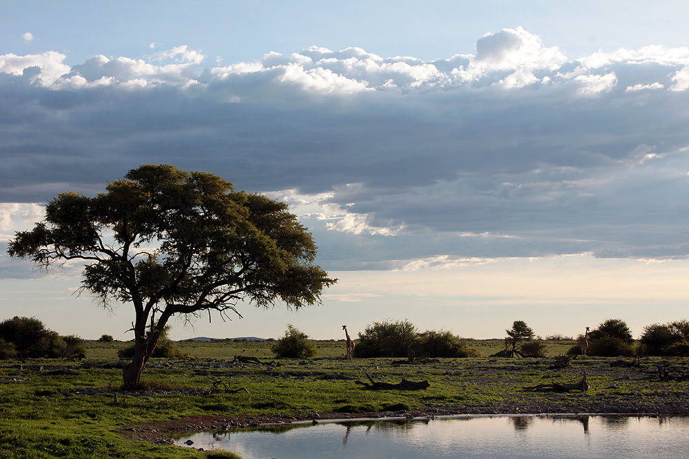giraffe landscape