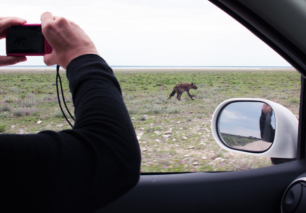 hyena crossing1