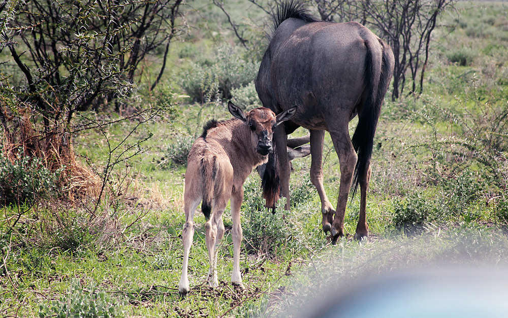 wildebeest