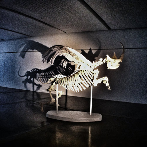 rhinocorn