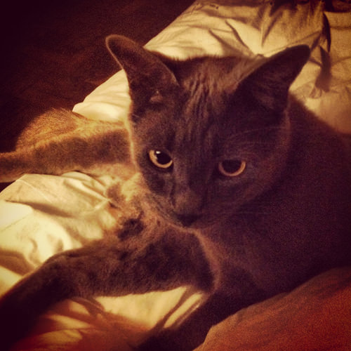 old smokey pic