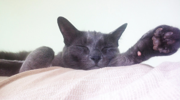 smokey sleeping