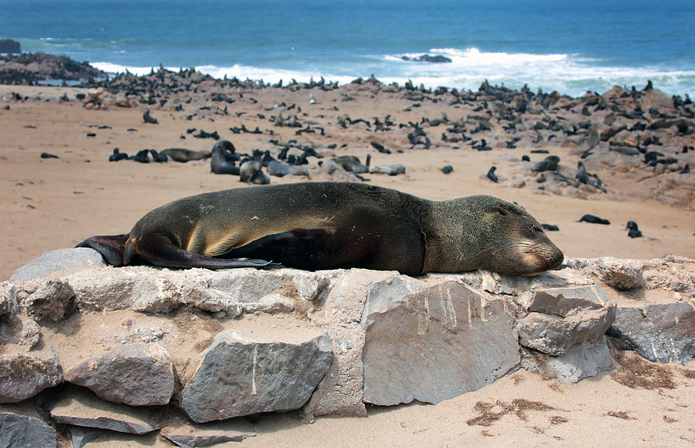flat seal2