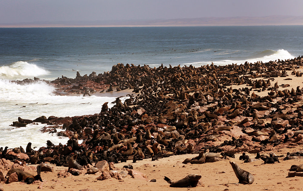 seal colony