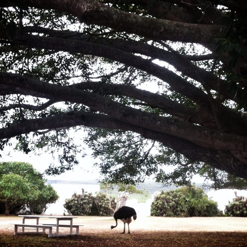 ostrich instagram